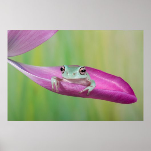Cute baby whites tree frog on tulip petal poster (Voorkant)