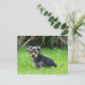 Cute baby yorkie puppy met droeve oogexpressie briefkaart (Staand voorkant)