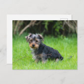 Cute baby yorkie puppy met droeve oogexpressie briefkaart (Voorkant / Achterkant)
