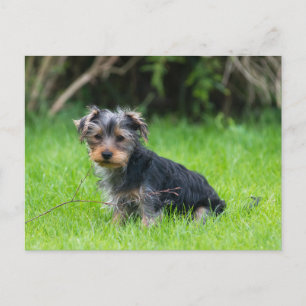 Cute baby yorkie puppy met droeve oogexpressie briefkaart