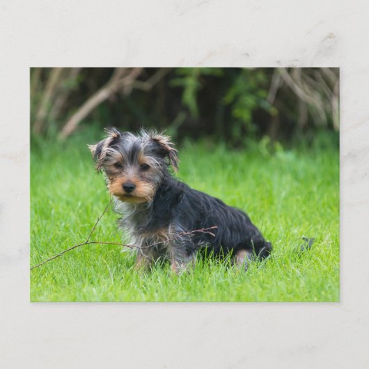 Cute baby yorkie puppy met droeve oogexpressie briefkaart (Voorkant)