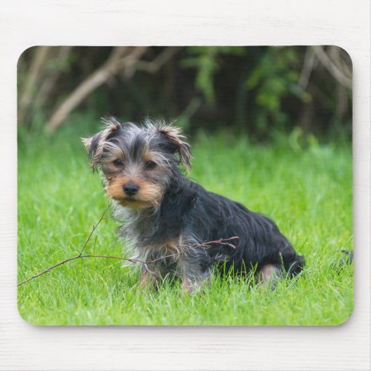 Cute baby yorkie puppy met droeve oogexpressie muismat (Voorkant)