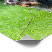 Cute baby yorkie puppy met droeve oogexpressie poster (Hoek)