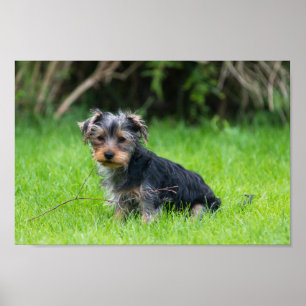 Cute baby yorkie puppy met droeve oogexpressie poster