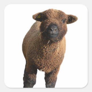 Cute Babydoll Southdown Black Lamb Vierkante Sticker