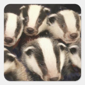 Cute Badger Cubs Vierkante Sticker (Voorkant)