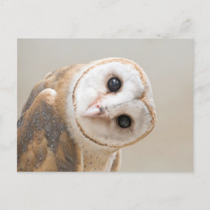 Cute Barn Owl Briefkaart