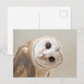 Cute Barn Owl Briefkaart (Voorkant / Achterkant)