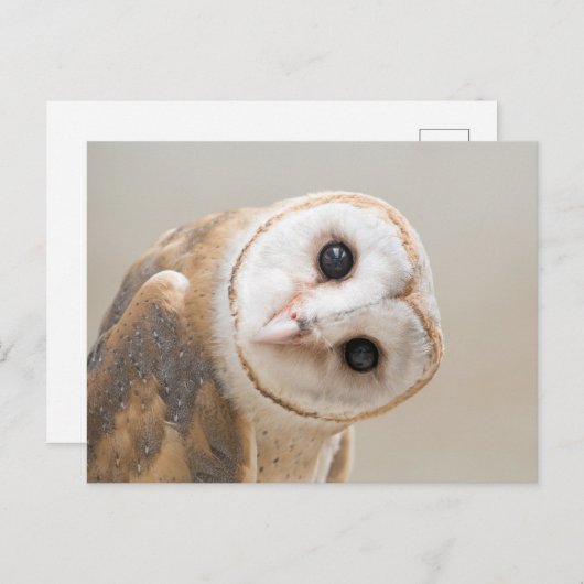 Cute Barn Owl Briefkaart (Voorkant / Achterkant)