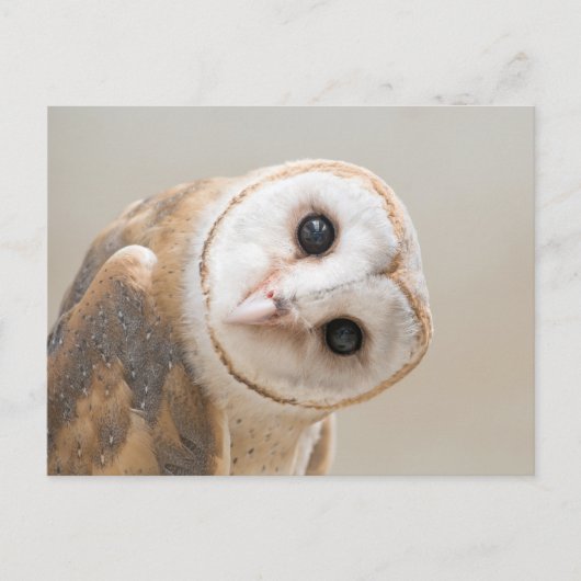 Cute Barn Owl Briefkaart (Voorkant)