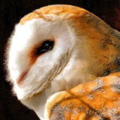 CUTE BARN OWL KAART