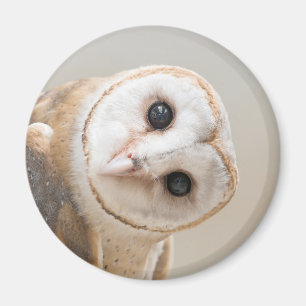 Cute Barn Owl Magneet