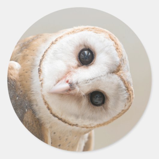 Cute Barn Owl Ronde Sticker (Voorkant)