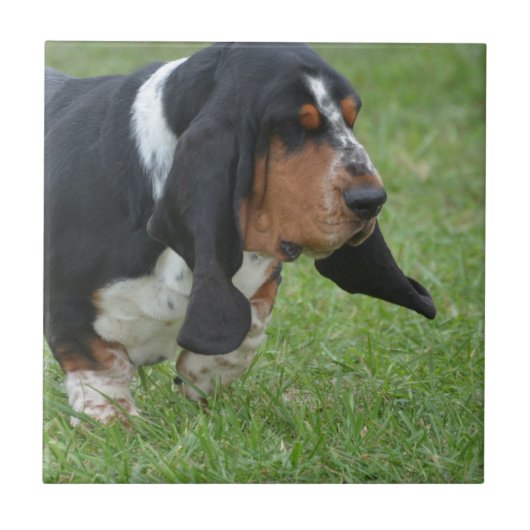 Cute Basset Hound Tegeltje (Voorkant)