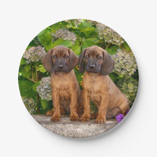 Cute Bavarian Mountain Hound Puppies met bloemen Papieren Bordje (Voorkant)