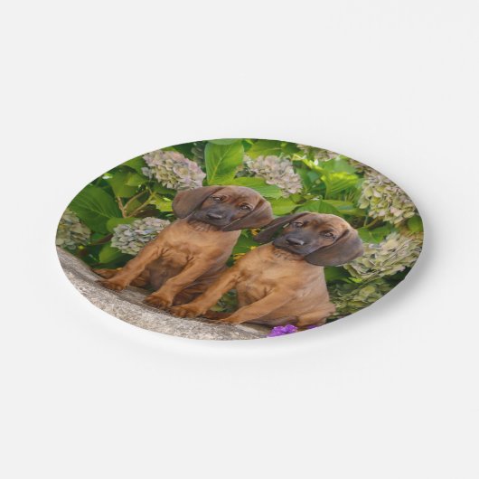 Cute Bavarian Mountain Hound Puppies met bloemen Papieren Bordje (Gekanteld)