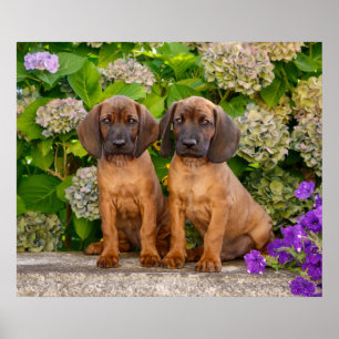 Cute Bavarian Mountain Hound Puppies met bloemen Poster