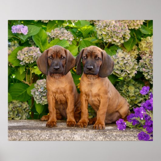 Cute Bavarian Mountain Hound Puppies met bloemen Poster (Voorkant)