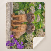 Cute Bavarian Mountain Hound Puppies met bloemen Sherpa Deken (Voorkant)