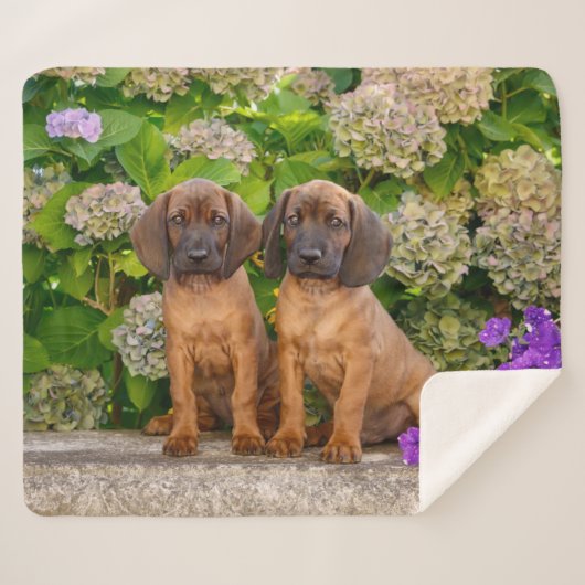 Cute Bavarian Mountain Hound Puppies met bloemen Sherpa Deken (Voorkant (horizontaal))