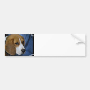Cute Beagle Bumpersticker