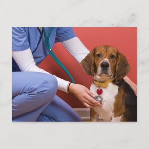 Cute Beagle Dog die een veterinaire controle krijg Briefkaart