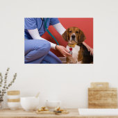 Cute Beagle Dog die een veterinaire controle krijg Poster (Keuken)