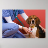 Cute Beagle Dog die een veterinaire controle krijg Poster (Voorkant)