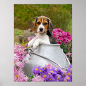 Cute Beagle Dog Puppy in een Melk Churn, een foto  Poster (Voorkant)