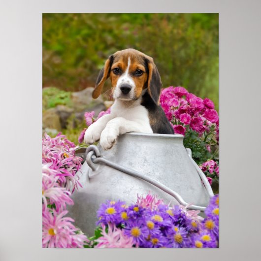 Cute Beagle Dog Puppy in een Melk Churn, een foto  Poster (Voorkant)