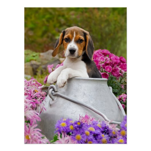 Cute Beagle Dog Puppy in een melkchron-foto Poster (Voorkant)
