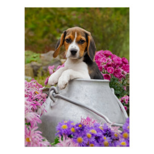 Cute Beagle Dog Puppy in een melkchron-fotografie Poster