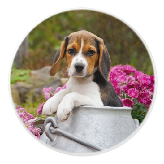 Cute Beagle Dog Puppy in een Melkhuis - Decoratief Keramische Knop (Voorkant)