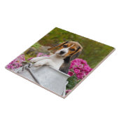 Cute Beagle Dog Puppy in een Melkhuis - Tegeltje (Zijkant)