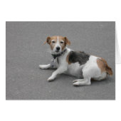 Cute Beagle Mongrel (Voorkant Horizontaal)