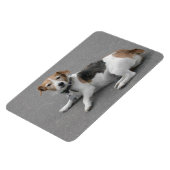 Cute Beagle Mongrel Magneet (Linkerzijde)
