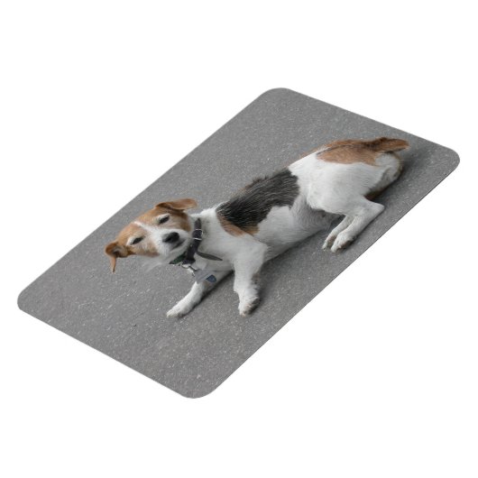 Cute Beagle Mongrel Magneet (Linkerzijde)