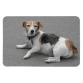 Cute Beagle Mongrel Magneet (Horizontaal)