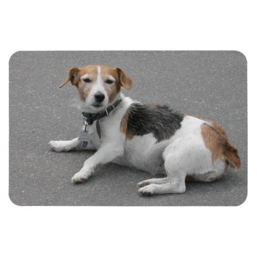 Cute Beagle Mongrel Magneet (Horizontaal)