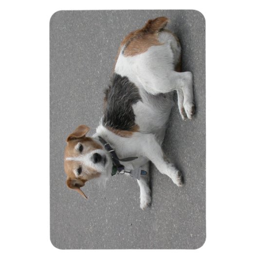 Cute Beagle Mongrel Magneet (Verticaal)