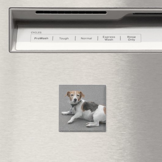 Cute Beagle Mongrel Magneet (Insitu (Vaatwasser))