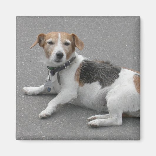 Cute Beagle Mongrel Magneet (Voorkant)