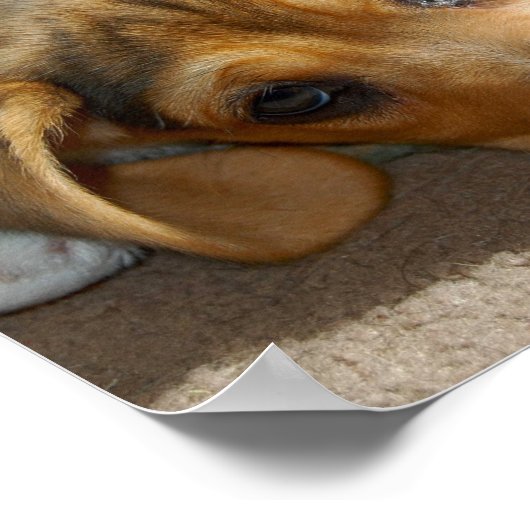 Cute Beagle Puppy Poster (Hoek)