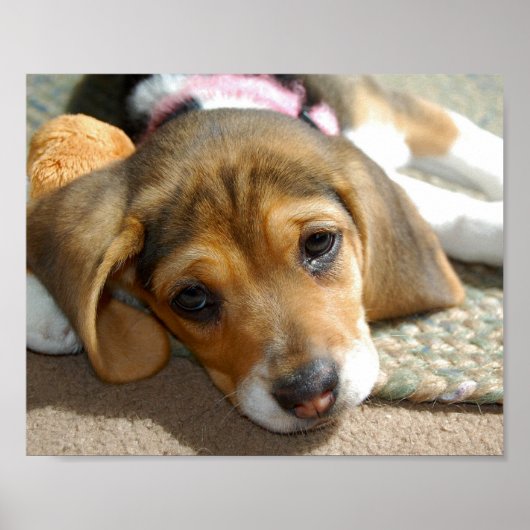 Cute Beagle Puppy Poster (Voorkant)