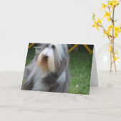Cute Bearded Collie Kaart (Gele Bloem)