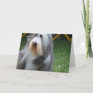 Cute Bearded Collie Kaart