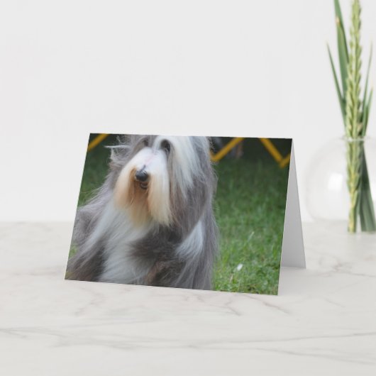 Cute Bearded Collie Kaart (Voorkant)