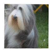 Cute Bearded Collie Tegeltje (Voorkant)
