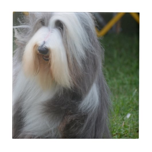 Cute Bearded Collie Tegeltje (Voorkant)