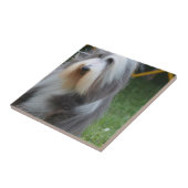 Cute Bearded Collie Tegeltje (Zijkant)